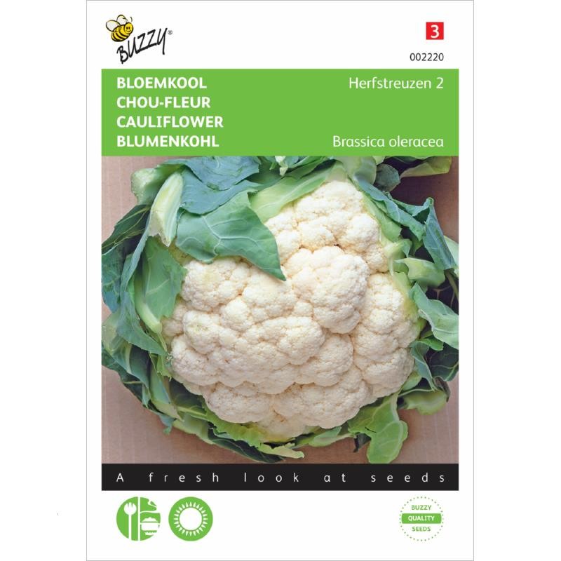 Cauliflower autumn giant