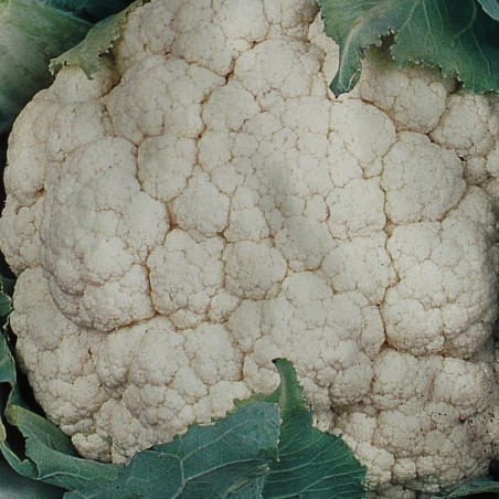 seeds Cauliflower autumn giant - Brassica oleracea L. var. botrytis L.