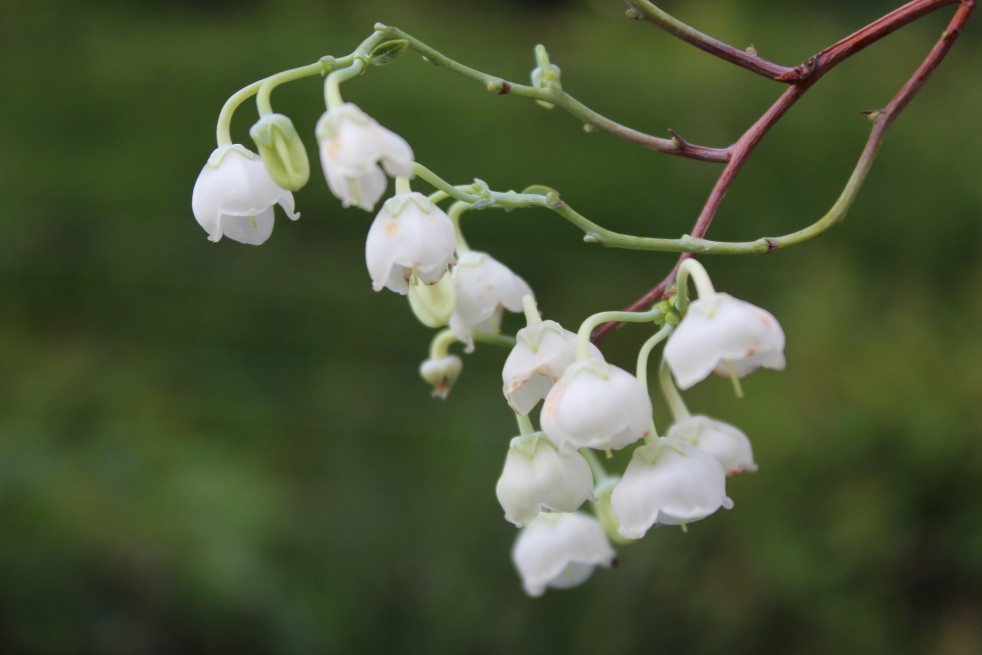 Muguet en arbre
