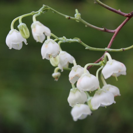Muguet en arbre