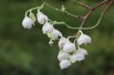 Muguet en arbre