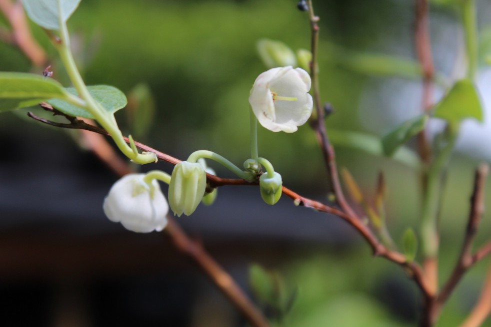 Muguet en arbre
