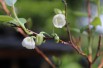 Muguet en arbre