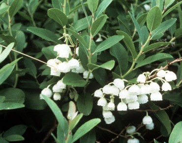 Muguet en arbre_https://commons.wikimedia.org/wiki/File:Zenobia_pulverulenta.jpg