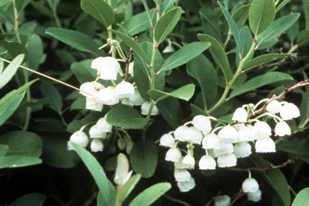Muguet en arbre_https://commons.wikimedia.org/wiki/File:Zenobia_pulverulenta.jpg