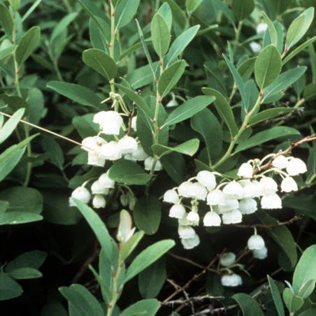 Muguet en arbre_https://commons.wikimedia.org/wiki/File:Zenobia_pulverulenta.jpg
