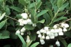 Muguet en arbre_https://commons.wikimedia.org/wiki/File:Zenobia_pulverulenta.jpg