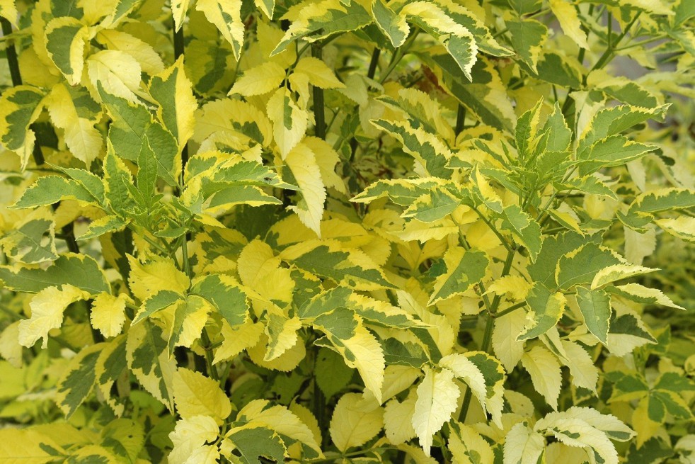 Black Elder Madonna Black Elder Madonna