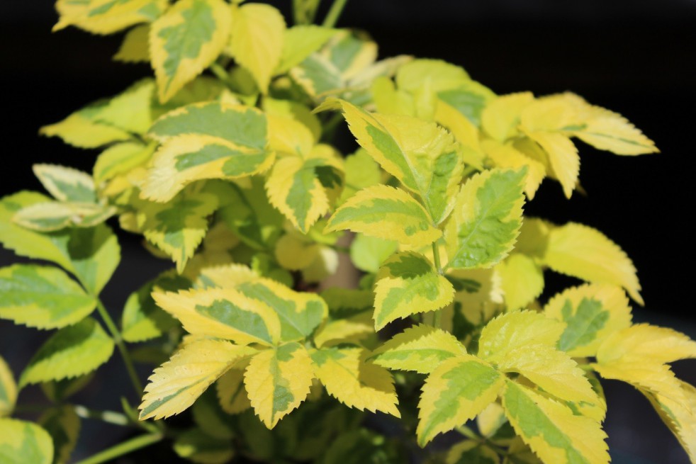 Black Elder Madonna Black Elder Madonna