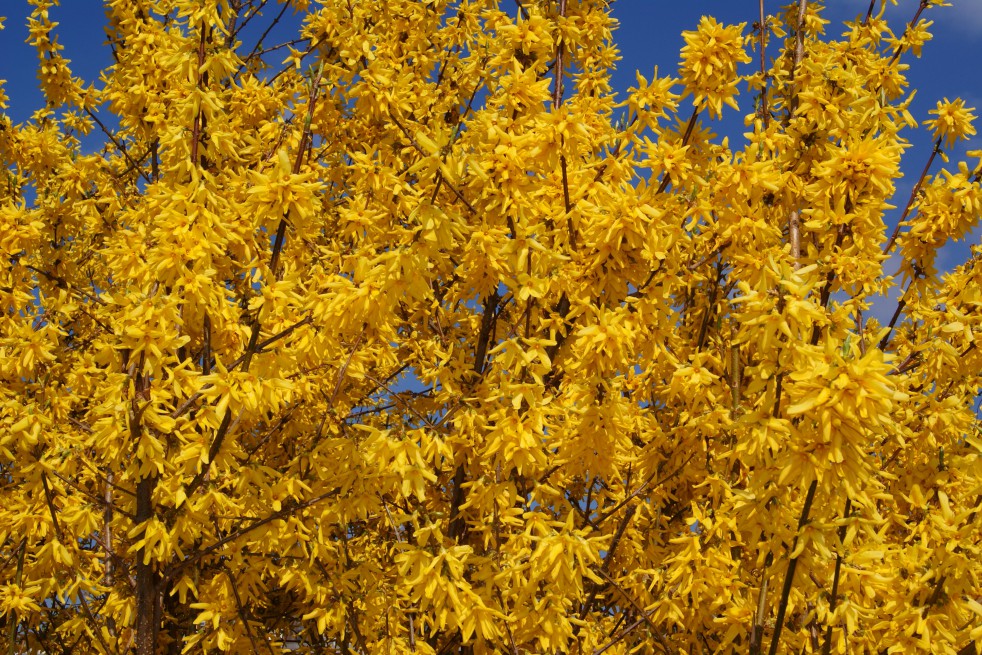 Mimosa de Paris Goldzauber