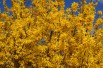 Mimosa de Paris Goldzauber