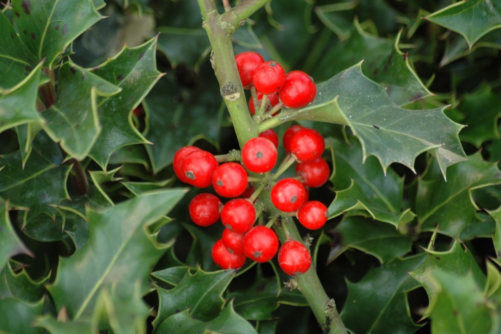 Holly