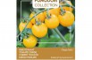 Tomate cerise jaune Tomate cerise jaune