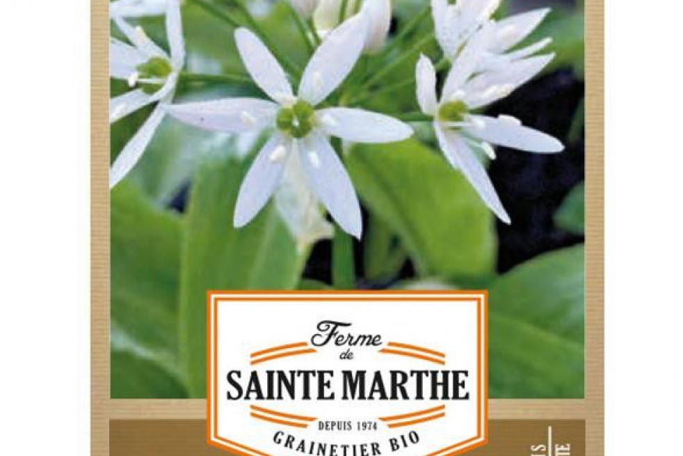 Bear's garlic