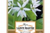 Bear's garlic Bear's garlic