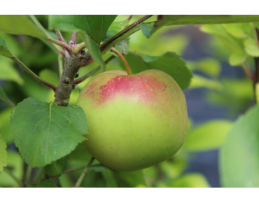 Pommier Reine des Reinettes