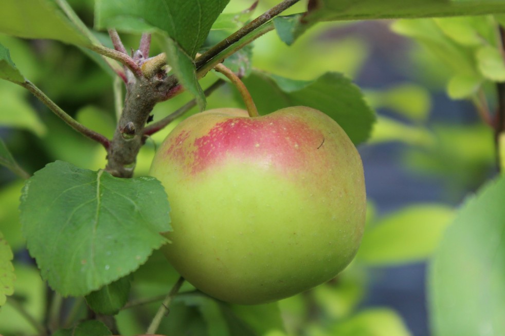 Queen of the pippin apple tree