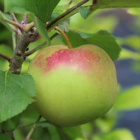 Pommier Reine des Reinettes