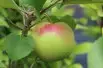 Pommier Reine des Reinettes