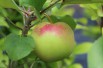 Reine des Reinettes appelboom