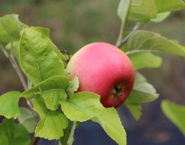 Pommier Reine des Reinettes