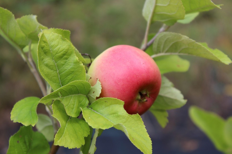 Pommier Reine des Reinettes