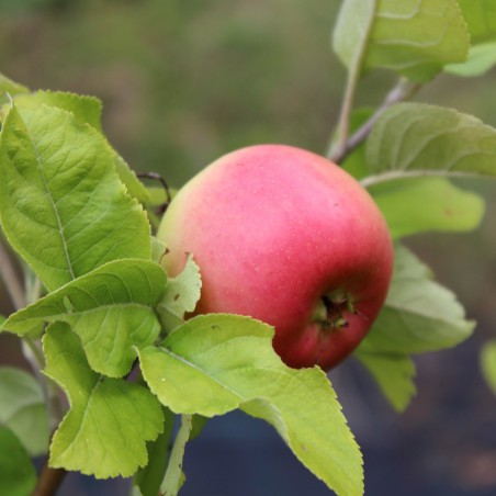 Queen of the pippin apple tree