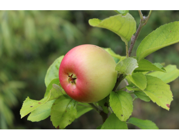 Pommier Reine des Reinettes