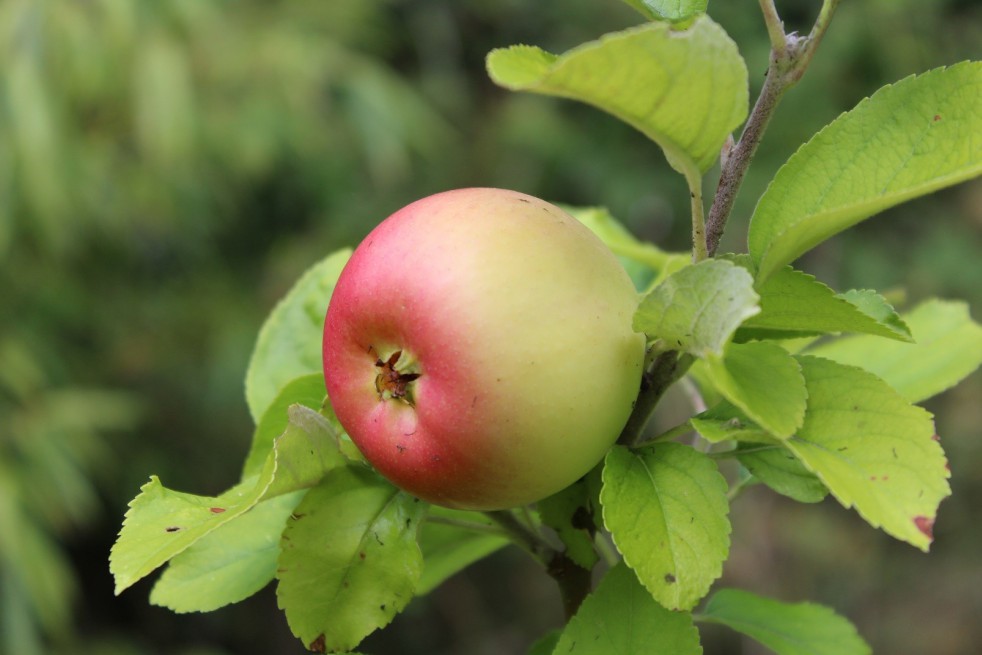 Reine des Reinettes appelboom