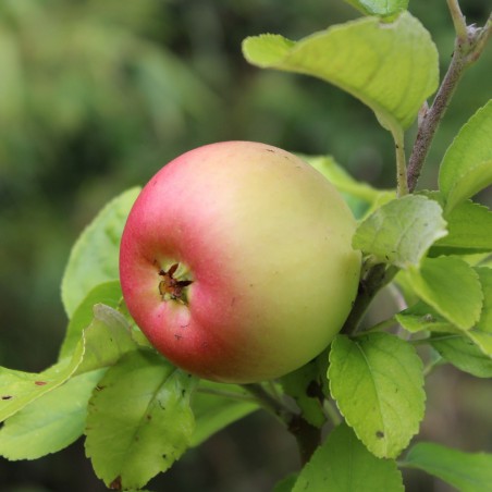 Pommier Reine des Reinettes