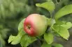 Pommier Reine des Reinettes