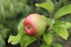 Reine des Reinettes appelboom