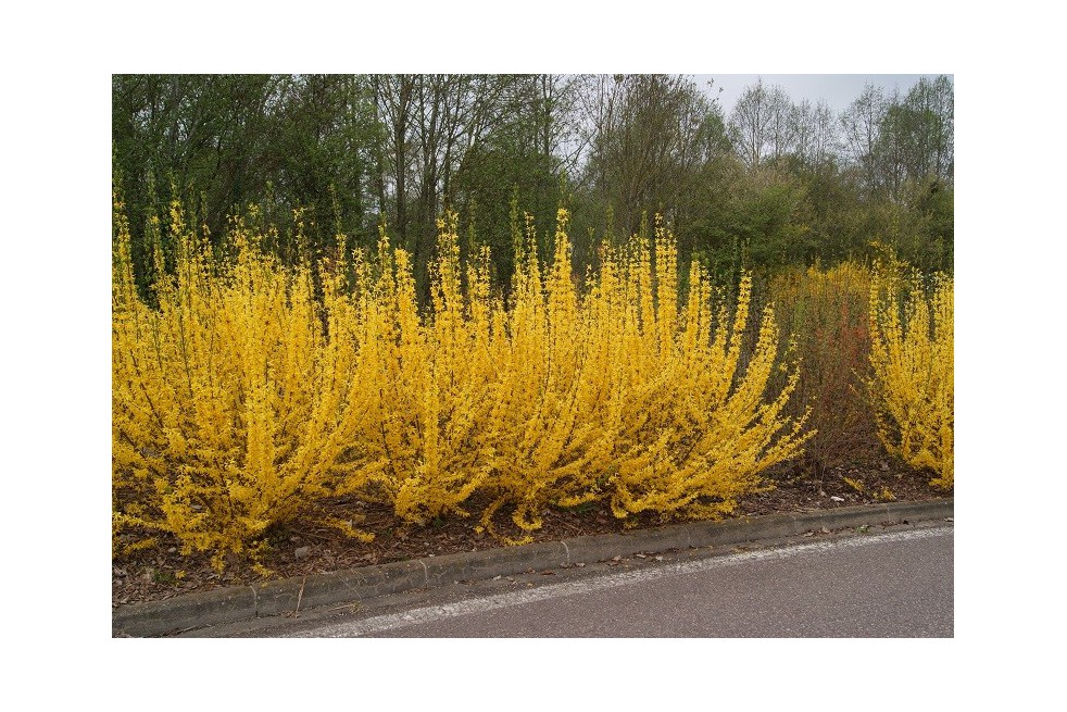 Forsythia week-end Forsythia week-end