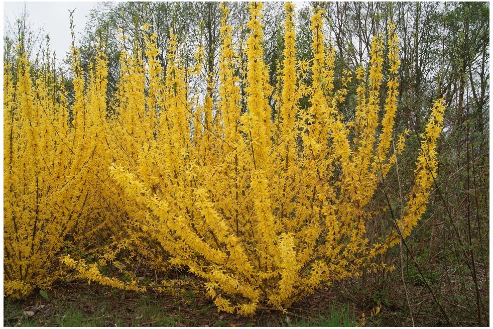 Forsythia week-end