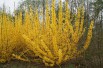 Forsythia week-end