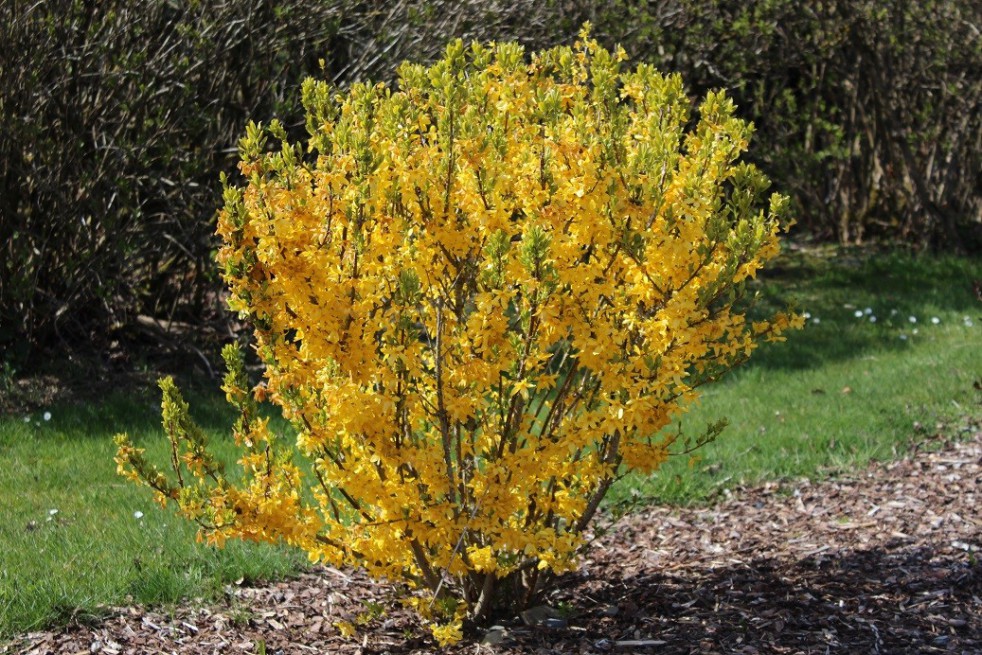 Forsythia week-end Forsythia week-end