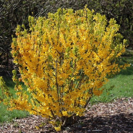 Forsythia week-end
