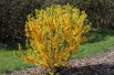 Forsythia week-end