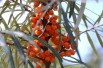 Self-fertile sea buckthorn