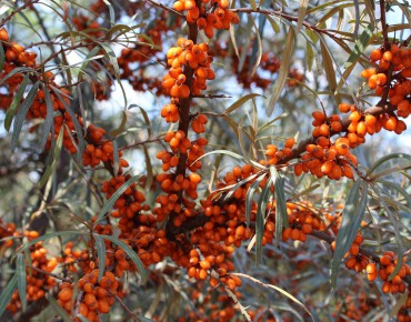 Self-fertile sea buckthorn