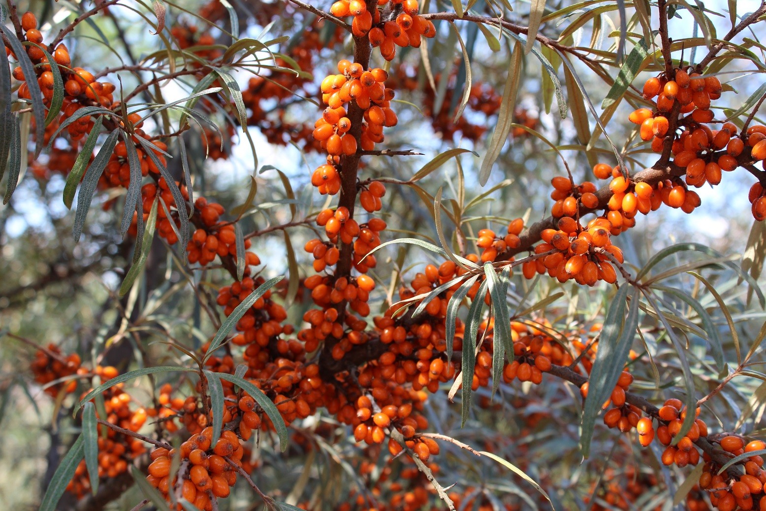 Self-fertile sea buckthorn Solo