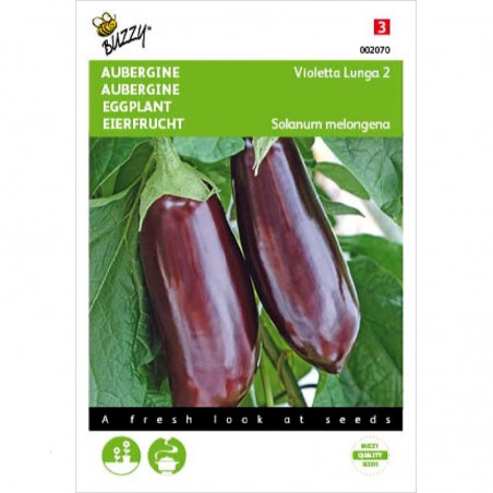 Seeds Eggplant early long purple - Solanum Melongena