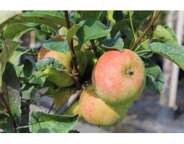 Pommier Belle de Boskoop