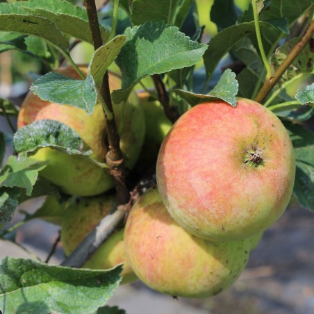 Pommier Belle de Boskoop