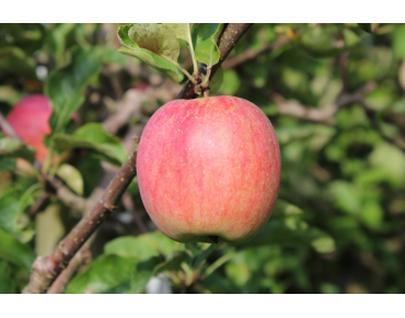 Pommier Belle de Boskoop