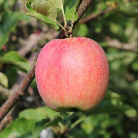 Pommier Belle de Boskoop