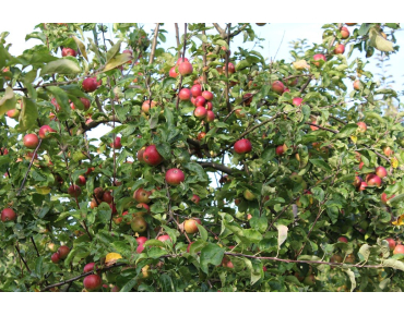 Pommier Belle de Boskoop