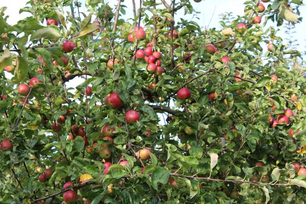 Pommier Belle de Boskoop