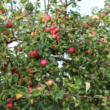 Pommier Belle de Boskoop