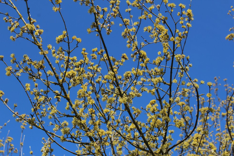 Japanse kornoelje Japanse kornoelje